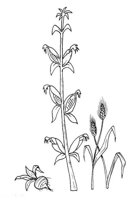 Dibujo para colorear Maiz 03 | juandelapuna | Pinterest | Dibujo Dibujo para colorear Maiz 03 | juandelapuna | Pinterest | Dibujo