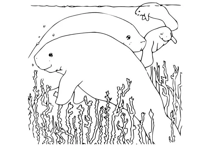 Dibujo para colorear Manatí - Img 9970