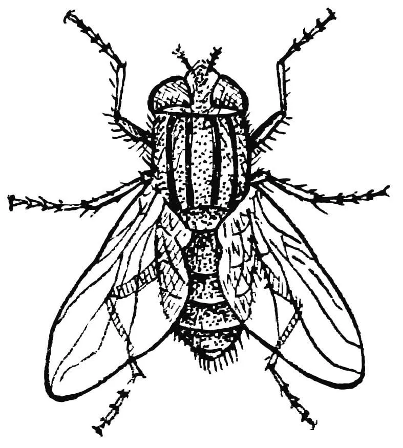 Dibujo para colorear mosca doméstica - Img 15745 Dibujo para colorear mosca doméstica - Img 15745