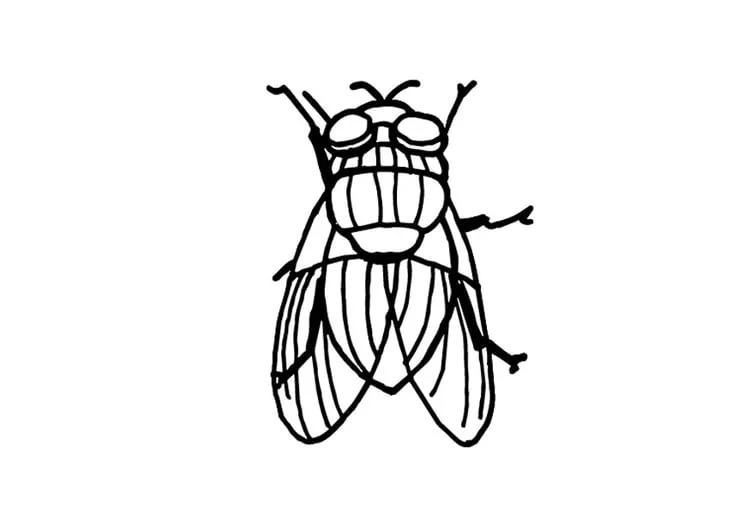 Dibujo para colorear Mosca - Img 9699