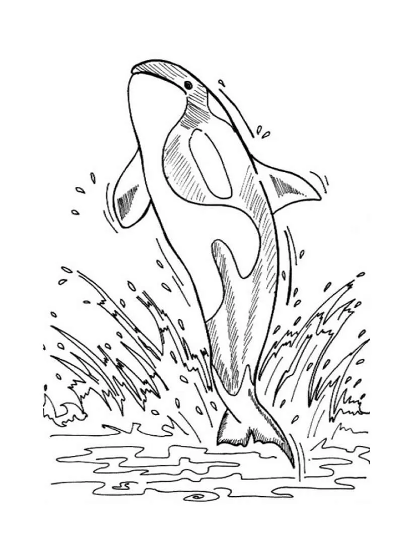 Dibujo para colorear ORCA
