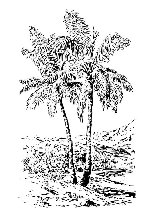Dibujo para colorear palmera - Img 28363