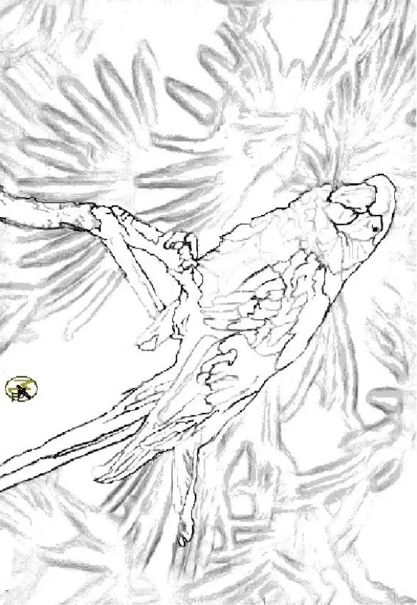 Dibujo para colorear PAPAGAYO Dibujo para colorear LOROS Dibujo LORO