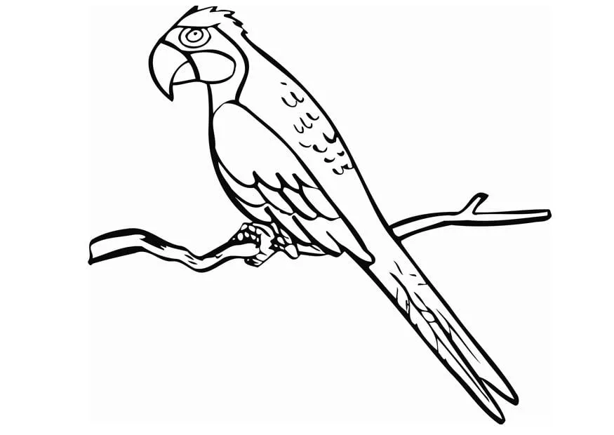 Dibujo para colorear Papagayo - Dibujos Para Imprimir Gratis - Img 12850 Dibujo para colorear Papagayo - Dibujos Para Imprimir Gratis - Img 12850