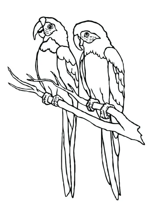 Dibujo para colorear Papagayo - Dibujos Para Imprimir Gratis - Img 12536 Dibujo para colorear Papagayo - Dibujos Para Imprimir Gratis - Img 12536