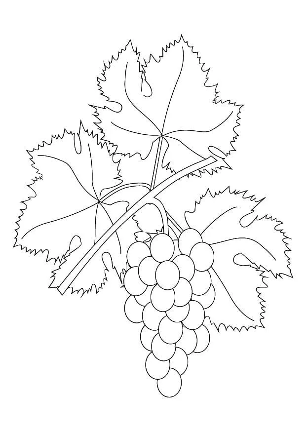 Dibujo para colorear Parra con uvas - Dibujos Para Imprimir Gratis - Img 9876 Dibujo para colorear Parra con uvas - Dibujos Para Imprimir Gratis - Img 9876