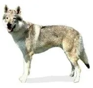 dibujo para colorear perro lobo checoslovaco ceskolovenský vlciak dibujo para colorear perro lobo checoslovaco ceskolovenský vlciak
