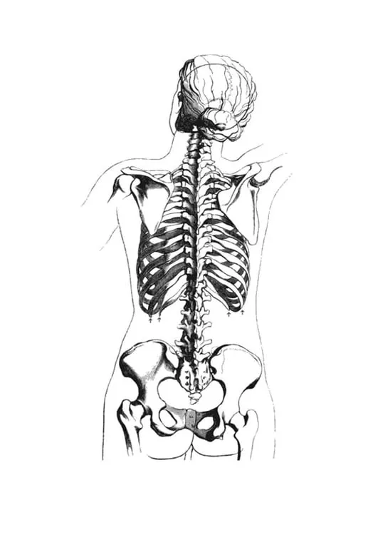 Dibujo para colorear vista posterior de esqueleto - Dibujos Para Imprimir  Gratis - Img 18673