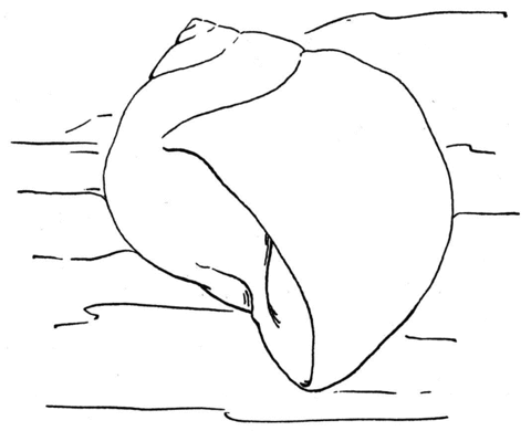 Dibujo de Concha de Caracol de Mar para colorear | Dibujos para ...