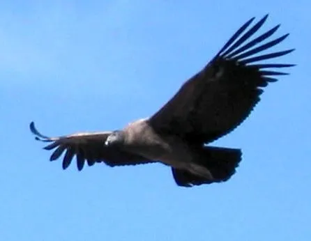 Dibujo de el condor de los andes - Imagui