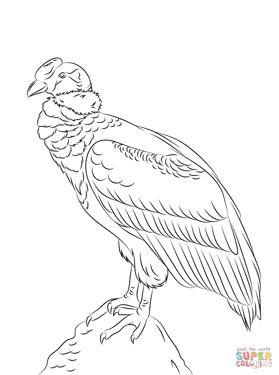 Dibujo de Cóndor Andino Posado para colorear | Dibujos para colorear imprimir gratis Dibujo de Cóndor Andino Posado para colorear | Dibujos para colorear imprimir gratis