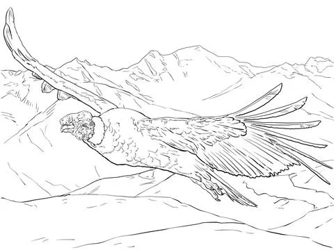 Dibujo de Cóndor andino volando para colorear | Dibujos para ... Dibujo de Cóndor andino volando para colorear | Dibujos para ...