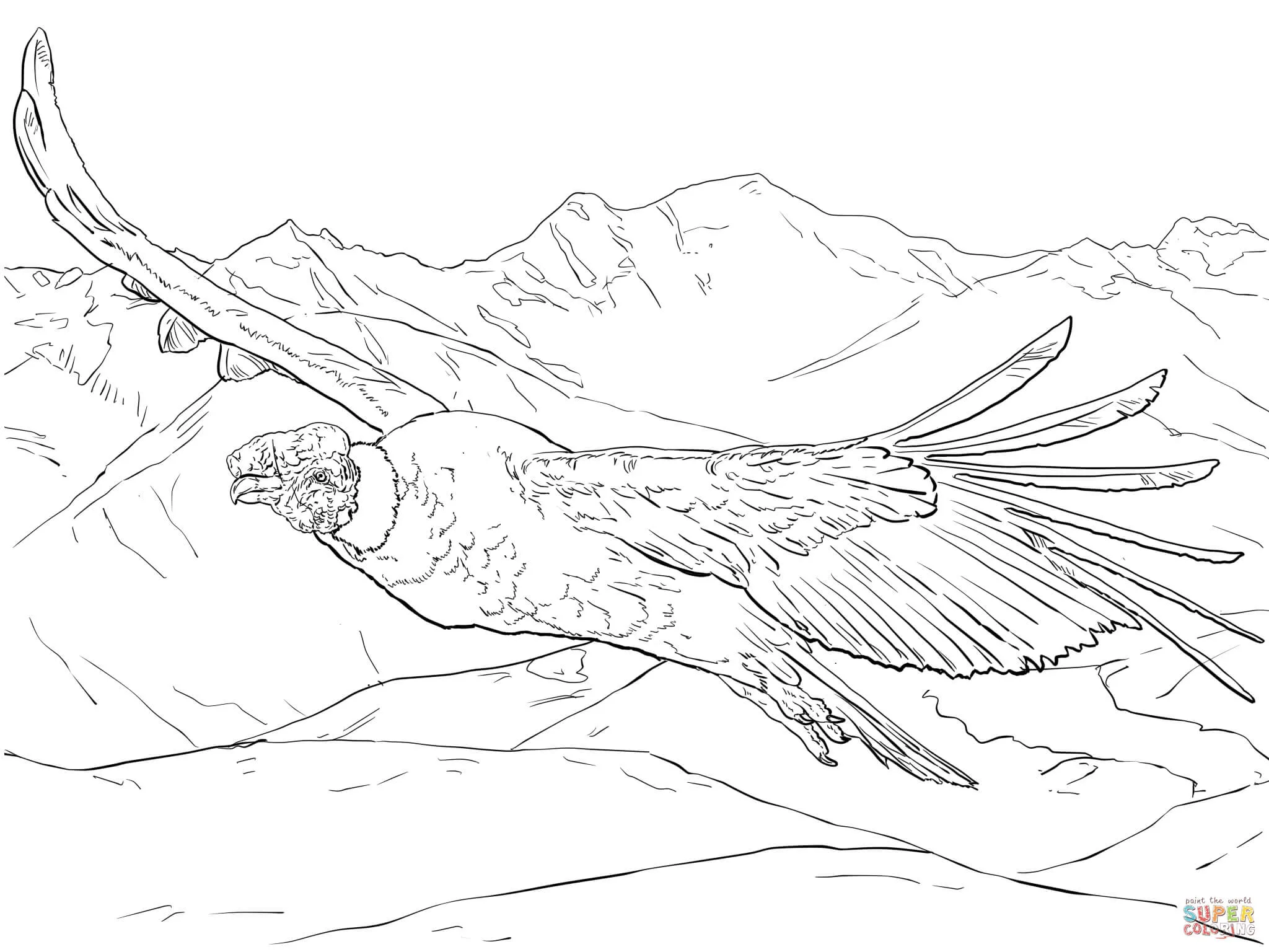 Dibujo de Cóndor andino volando para colorear | Dibujos para colorear imprimir gratis Dibujo de Cóndor andino volando para colorear | Dibujos para colorear imprimir gratis