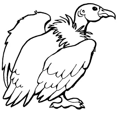Dibujo de Cóndor californiano para colorear | Dibujos para ... Dibujo de Cóndor californiano para colorear | Dibujos para ...