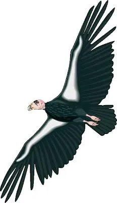 Dibujo del condor para colorear - Imagui