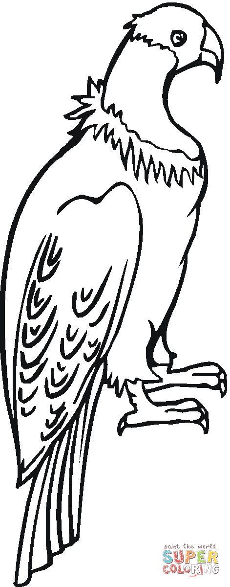 Dibujo de Cóndor Posado para colorear | Dibujos para colorear ... Dibujo de Cóndor Posado para colorear | Dibujos para colorear ...