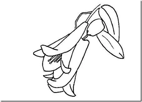Dibujo de COPIHUE para colorear - Imagui