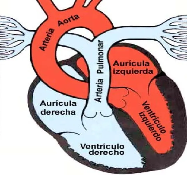 dibujo corazon | Daniel Díaz Carbayo