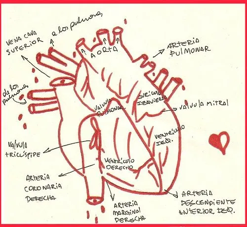 dibujo: corazon de verdad | Flickr - Photo Sharing!