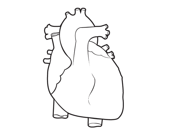 Dibujo de Corazón humano para Colorear - Dibujos.net Dibujo de Corazón humano para Colorear - Dibujos.net