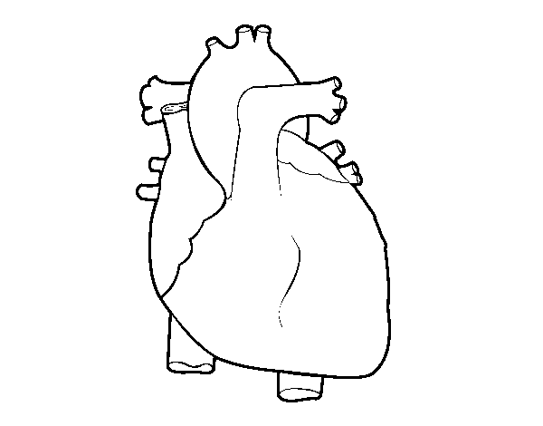 Dibujo de Corazón humano para Colorear - Dibujos.net Dibujo de Corazón humano para Colorear - Dibujos.net