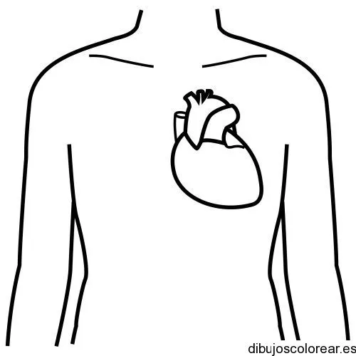 Dibujo de un corazón humano | Dibujos para Colorear Dibujo de un corazón humano | Dibujos para Colorear