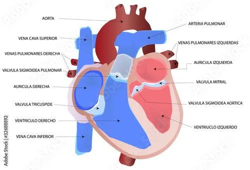 Dibujo del corazón humano" Imágenes de archivo y vectores libres ...