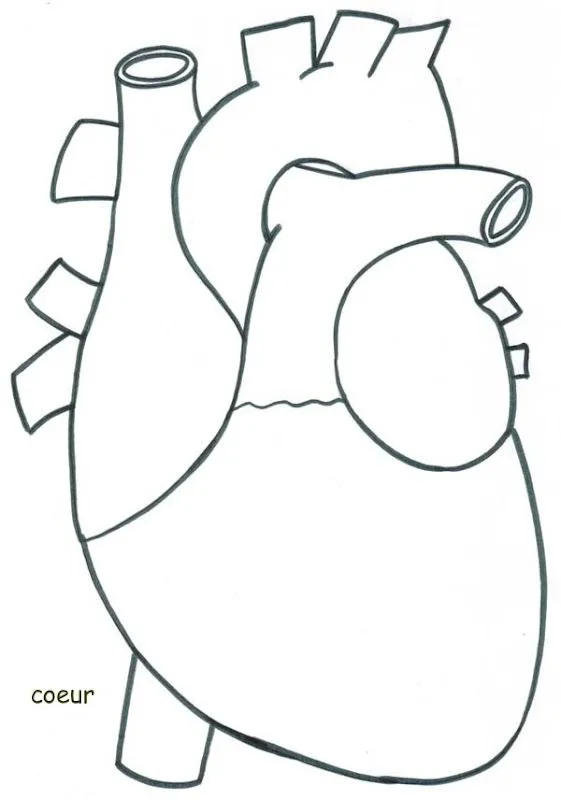 Dibujo del corazon con sus partes para colorear - Imagui Dibujo del corazon con sus partes para colorear - Imagui