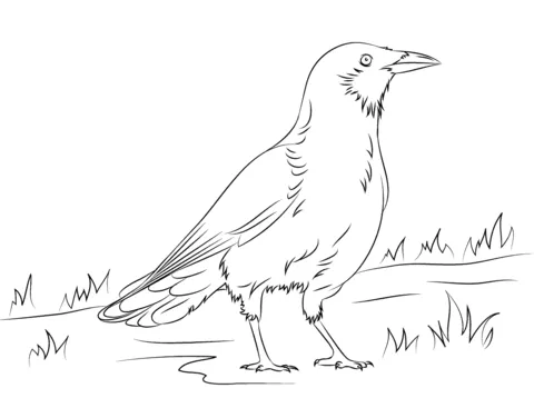 Dibujo de Cuervo Americano para colorear | Dibujos para colorear ...