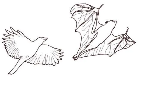 Dibujo de Cuervo cazando a un Zorro Volador para colorear ... Dibujo de Cuervo cazando a un Zorro Volador para colorear ...
