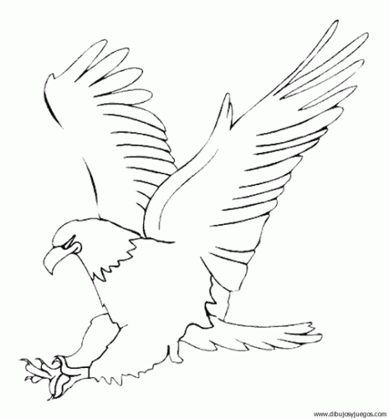 Dibujo de un alcon - Imagui
