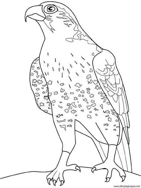 dibujo-de-aguila-023 | Dibujos y juegos, para pintar y colorear