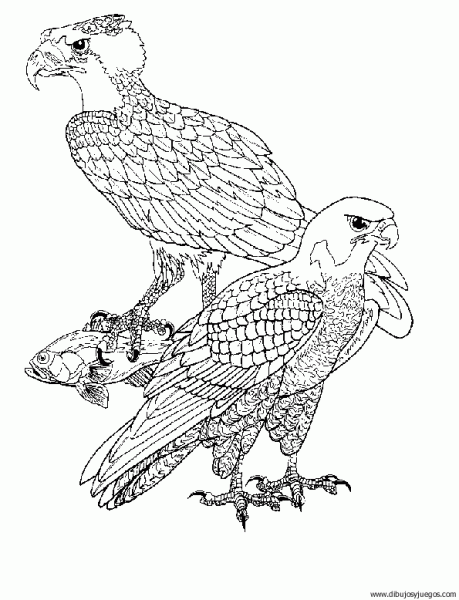 dibujo-de-aguila-026 | Dibujos y juegos, para pintar y colorear