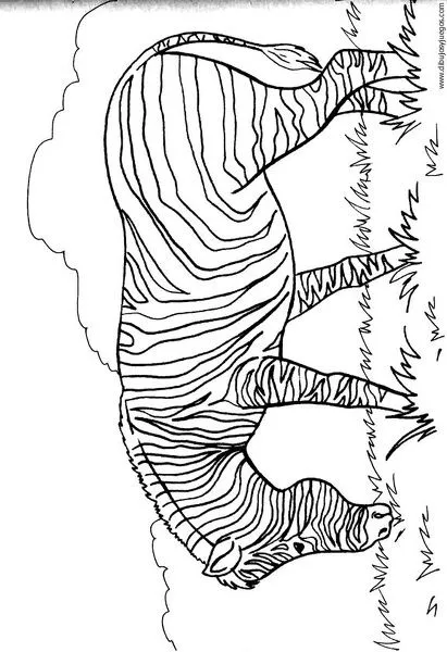 dibujo-de-cebra-09 | Dibujos y juegos, para pintar y colorear
