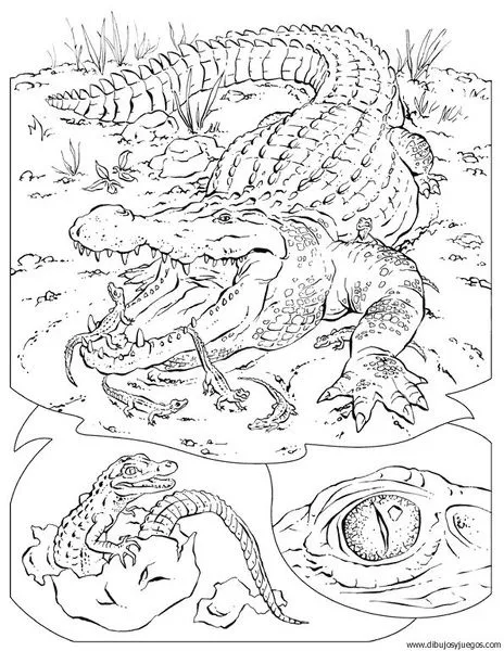 dibujo-de-cocodrilo-20 | Dibujos y juegos, para pintar y colorear