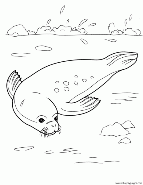 dibujo-de-foca-001 | Dibujos y juegos, para pintar y colorear dibujo-de-foca-001 | Dibujos y juegos, para pintar y colorear