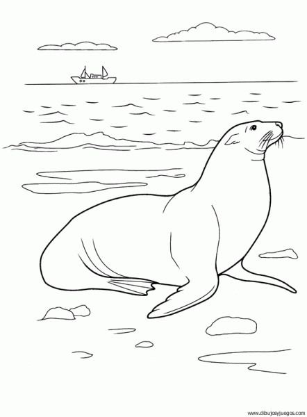 dibujo-de-foca-002 | Dibujos y juegos, para pintar y colorear