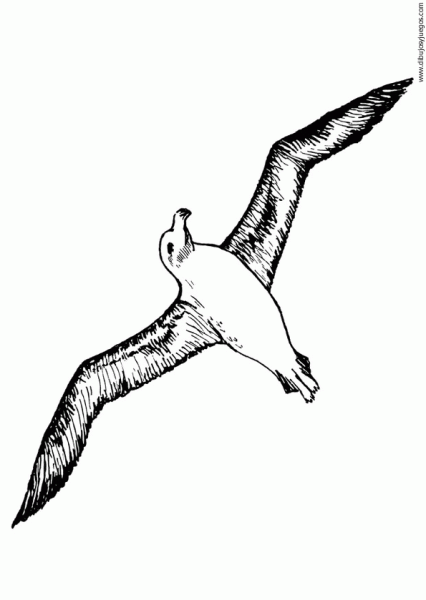 dibujo-de-gaviota-003 | Dibujos y juegos, para pintar y colorear