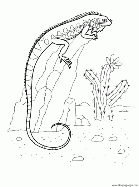 dibujo-de-lagartos-001 | Dibujos y juegos, para pintar y colorear