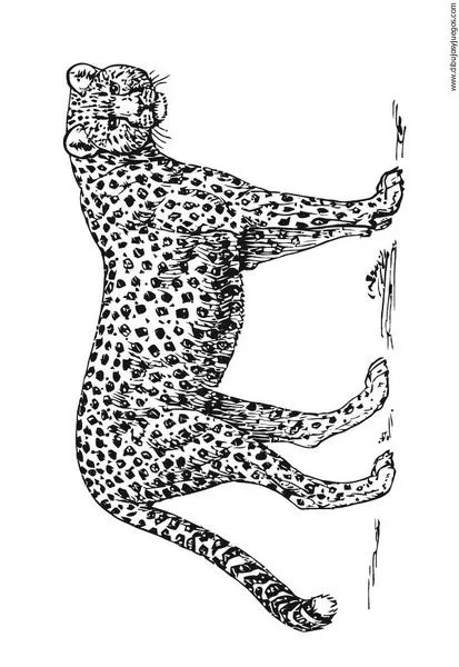 dibujo-de-leopardo-017 | Dibujos y juegos, para pintar y colorear dibujo-de-leopardo-017 | Dibujos y juegos, para pintar y colorear