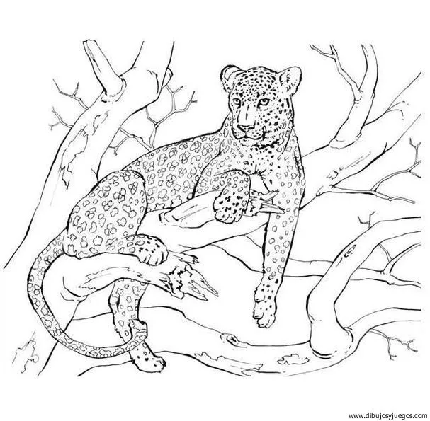 dibujo-de-leopardo-023 | Dibujos y juegos, para pintar y colorear