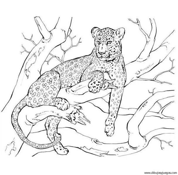 Dibujos de leopardo para imprimir - Imagui