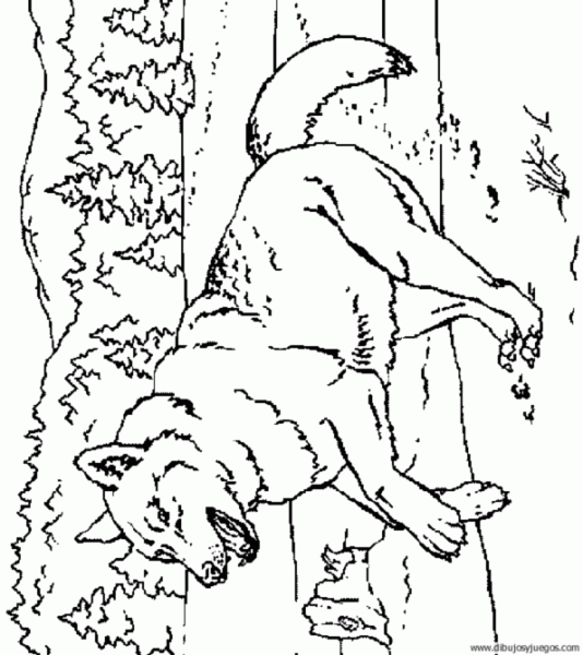 dibujo-de-lobo-025 | Dibujos y juegos, para pintar y colorear dibujo-de-lobo-025 | Dibujos y juegos, para pintar y colorear