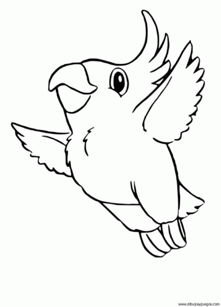 dibujo-de-loro-019 | Dibujos y juegos, para pintar y colorear