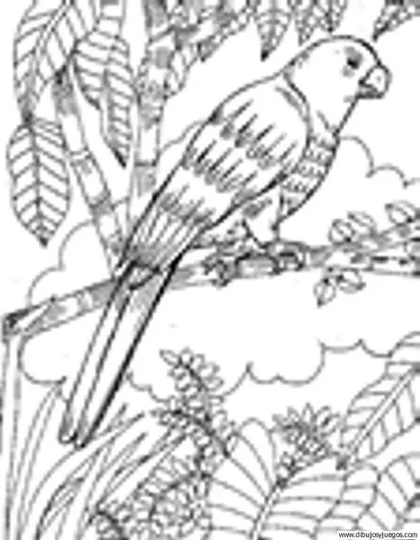 dibujo-de-loro-048 | Dibujos y juegos, para pintar y colorear