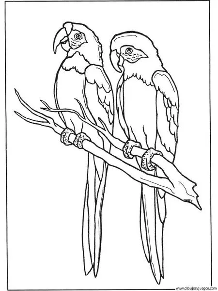 dibujo-de-loro-050 | Dibujos y juegos, para pintar y colorear dibujo-de-loro-050 | Dibujos y juegos, para pintar y colorear