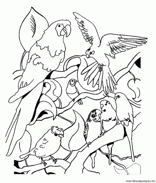 dibujo-de-loro-064 | Dibujos y juegos, para pintar y colorear dibujo-de-loro-064 | Dibujos y juegos, para pintar y colorear