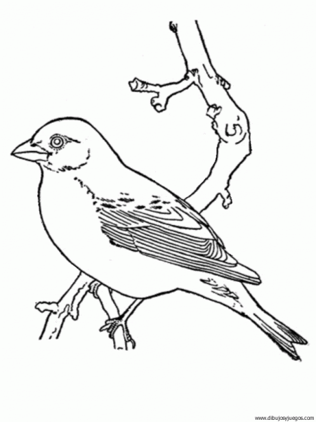 dibujo-de-pajaro-129 | Dibujos y juegos, para pintar y colorear dibujo-de-pajaro-129 | Dibujos y juegos, para pintar y colorear