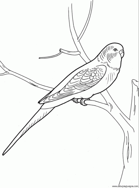 dibujo-de-pajaro-131 | Dibujos y juegos, para pintar y colorear