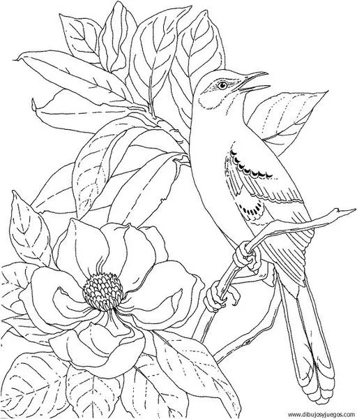 dibujo-de-pajaro-141 | Dibujos y juegos, para pintar y colorear dibujo-de-pajaro-141 | Dibujos y juegos, para pintar y colorear